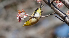 昔なかなか出来なかった逆上がり