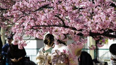 花盛りの午後