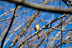 鳥に始まり鳥に終わる