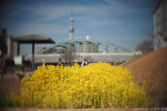 ハルのグルグル