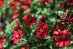 その花の色は：RIKENON