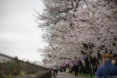 震えて咲く