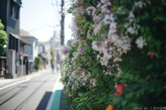 香り立つ道
