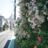 香り立つ道