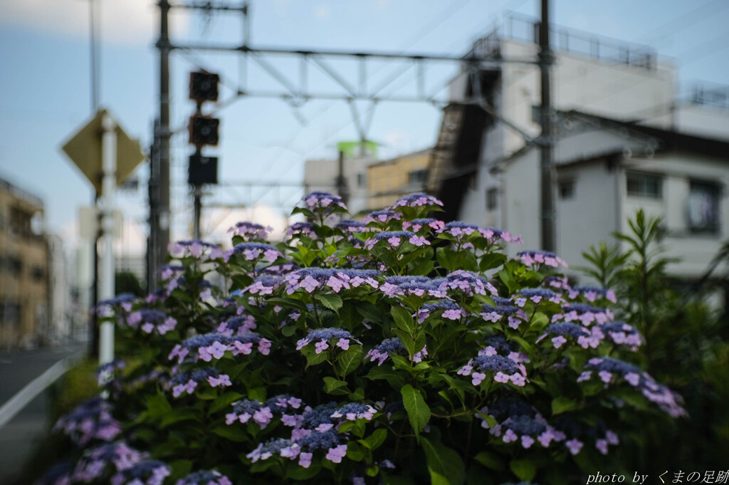 紫陽花山