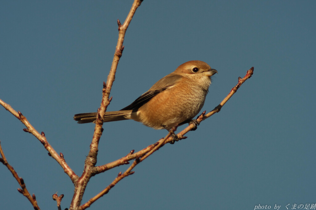 今日も会えました