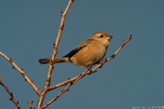 今日も会えました