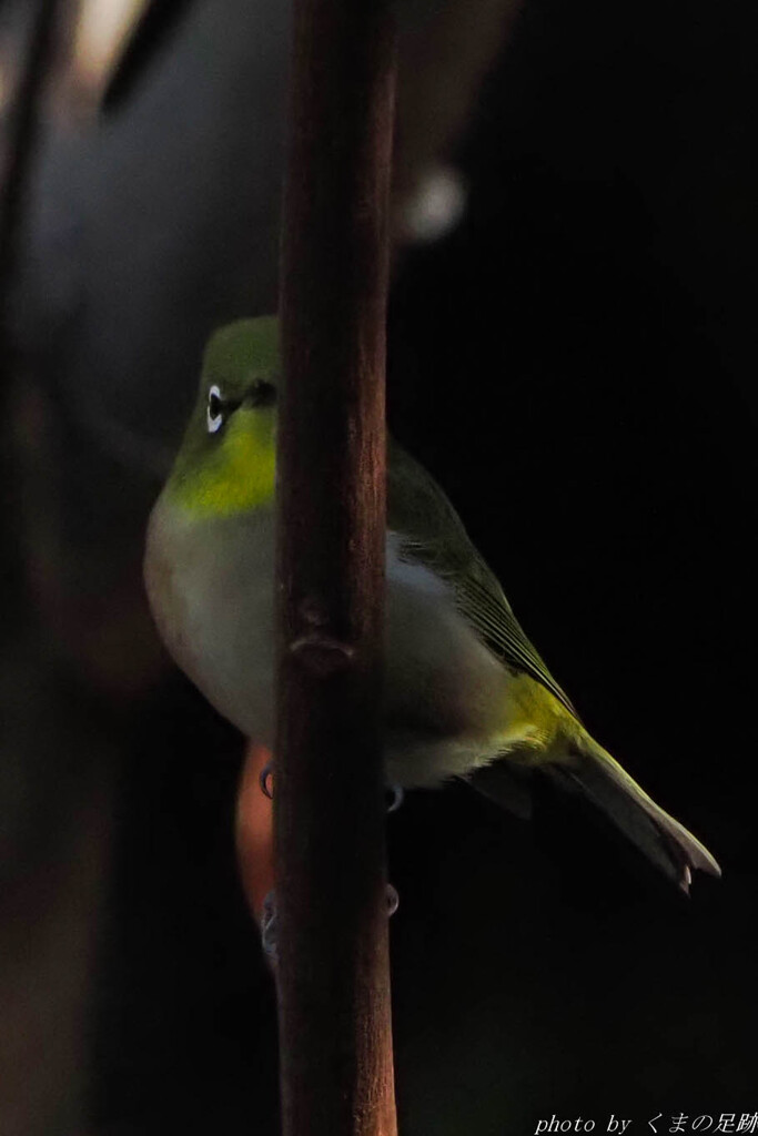 実践 Ⅳ　～家政婦は見た～