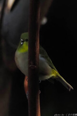 実践 Ⅳ　～家政婦は見た～