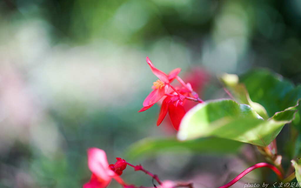 強きかな、乙女