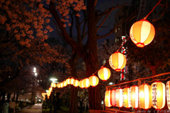桜魔の棲む闇へ誘う