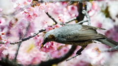 触ってごらん