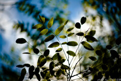 よろこびを表す葉たち