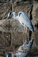 サンタがいないことを知った日