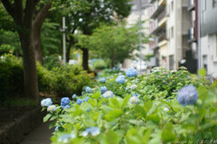 レンズに合わせて