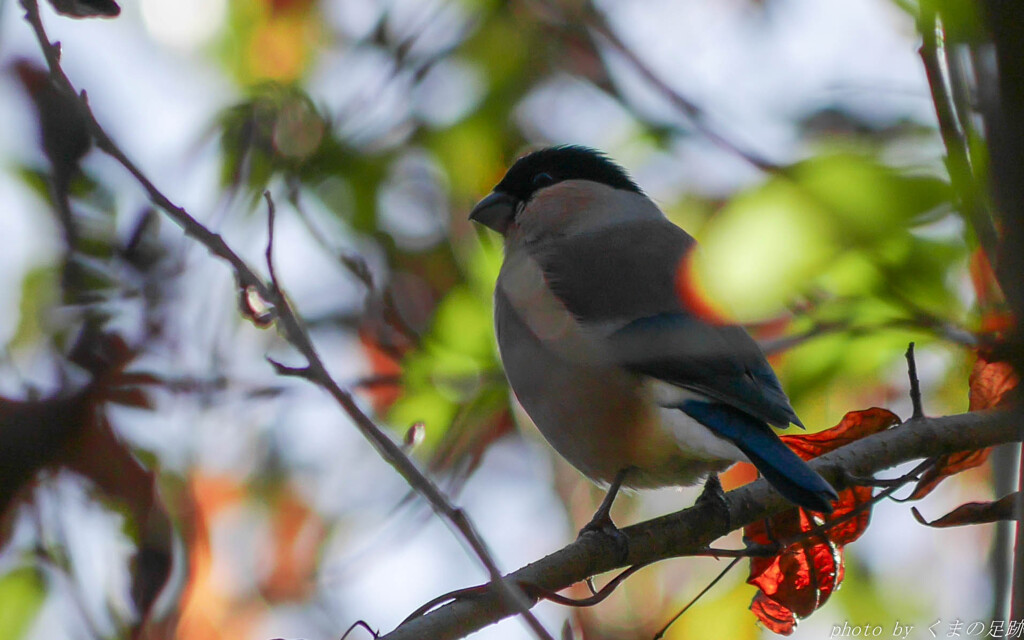 ウソかマコトか