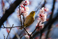 春に背をただす