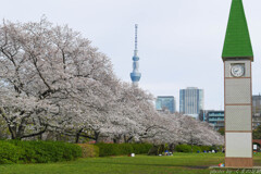 アリバイ証明