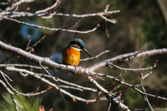 実写サンプル･･･的な