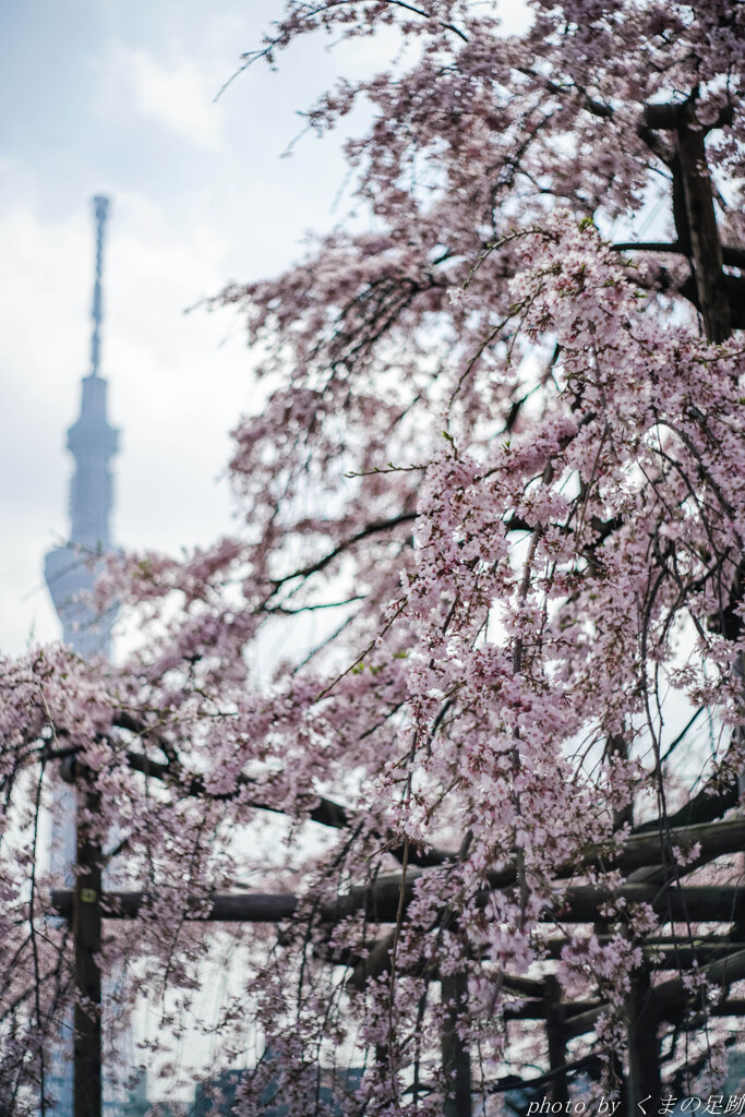 あっという間の桜かな