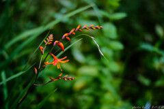 色濃く：50ｍｍ