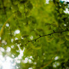 紅葉を待ちながら
