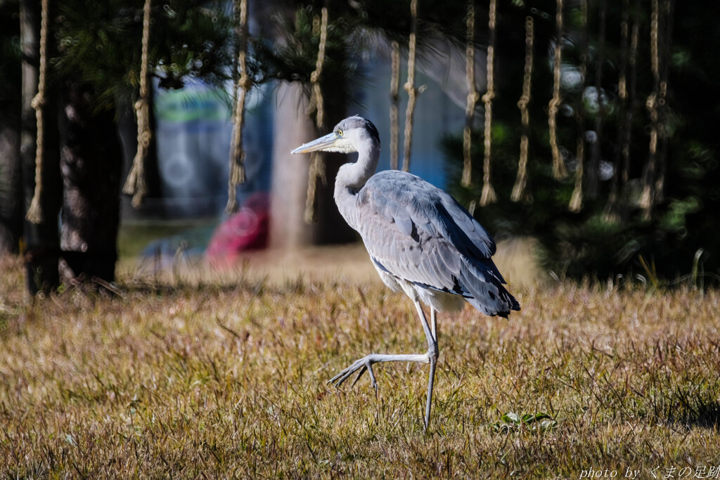 ゆっさゆっさと