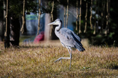 ゆっさゆっさと