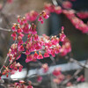 春の小人たち