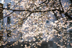Cherry blossom dust