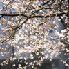 Cherry blossom dust