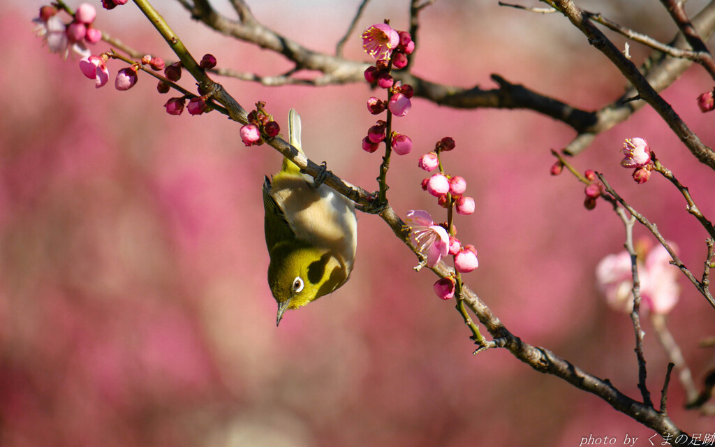 春の先兵