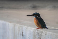 150mmの差は大きい？