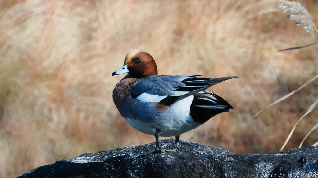 いかにもカモじゃ