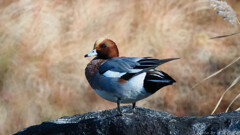 いかにもカモじゃ