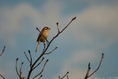 絵に描いたような百舌鳥