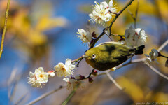 今年初のウメジロー