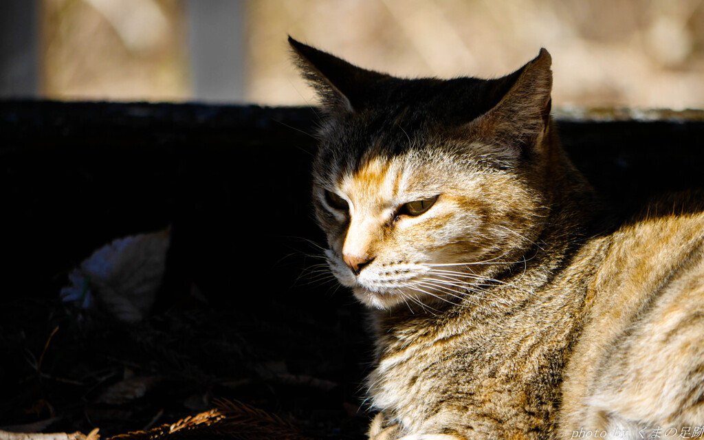 最近ねこ成分は足りてるかい