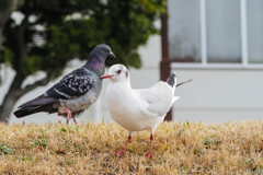 傾斜には弱いのよ