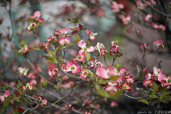 花流れ