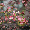 花流れ