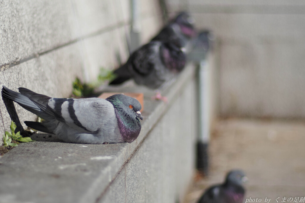 The road to OM-5 MarkⅡ  煮詰まる日々