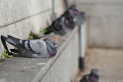 The road to OM-5 MarkⅡ  煮詰まる日々