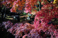 そろそろ見納め