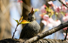 外から帰ったらうがいをしましょう