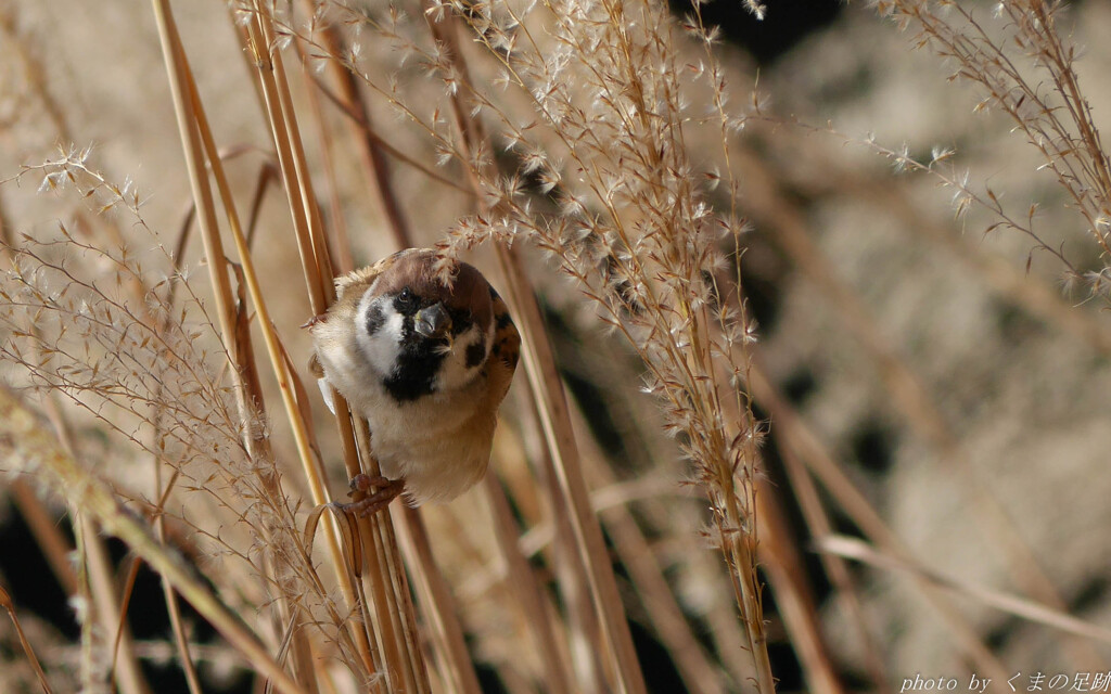 やる気満々な顔
