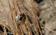 やる気満々な顔