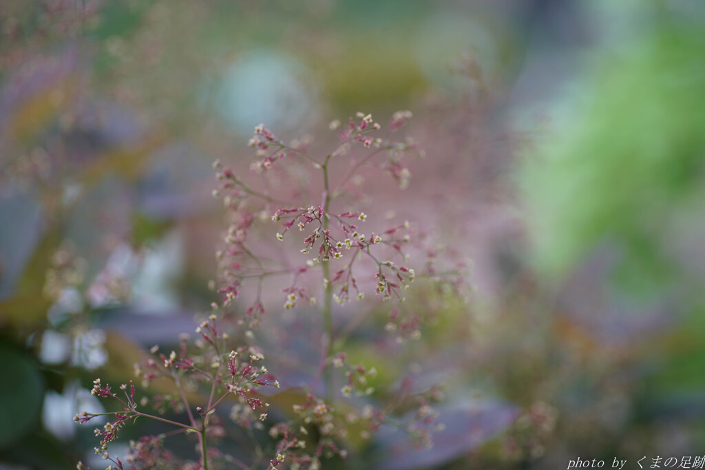 線香花火