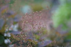 線香花火
