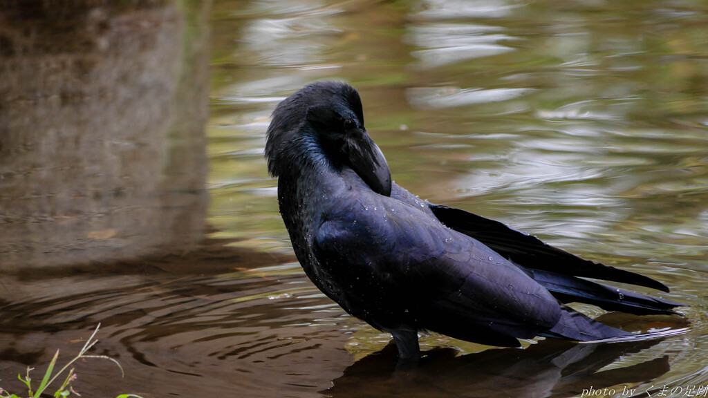 可愛いような可愛くないような